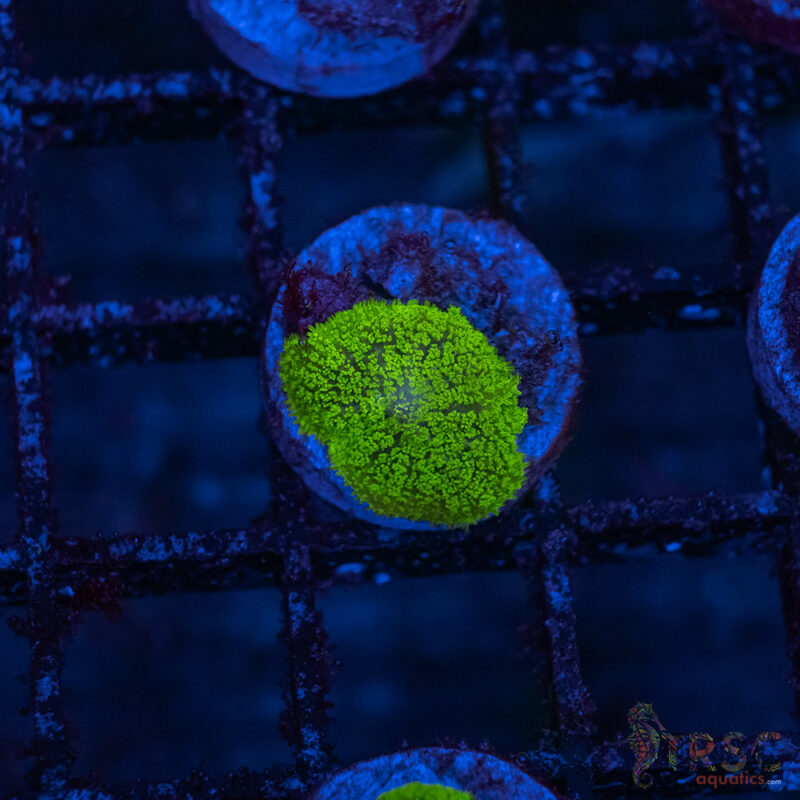 TRSC Aquatics