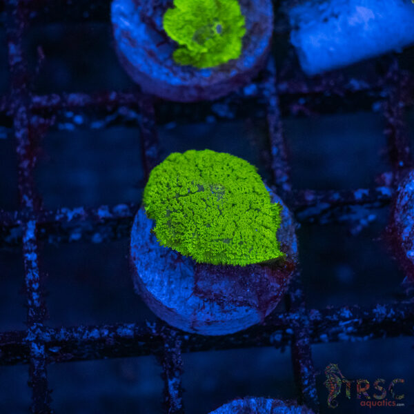 Green Mushroom A05