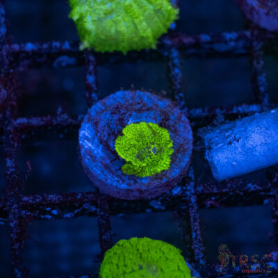 Green Mushroom A06