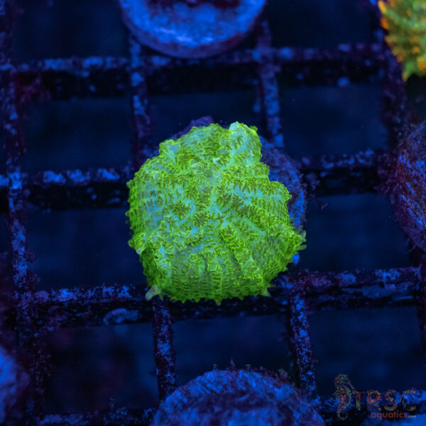 Green Mushroom A07