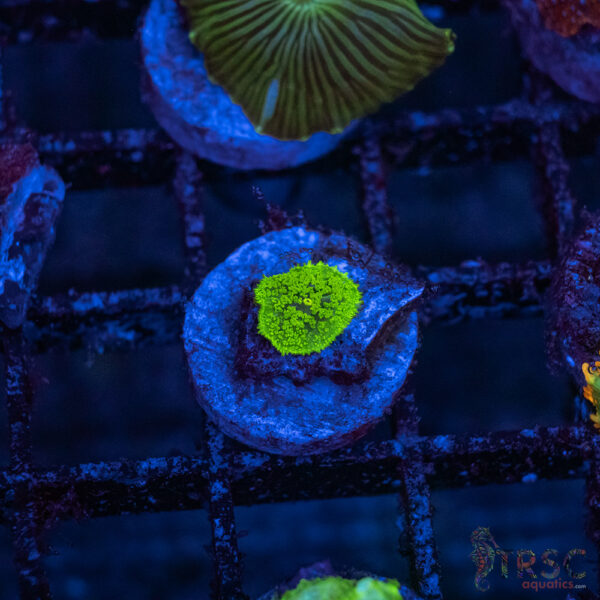 Green Mushroom A08