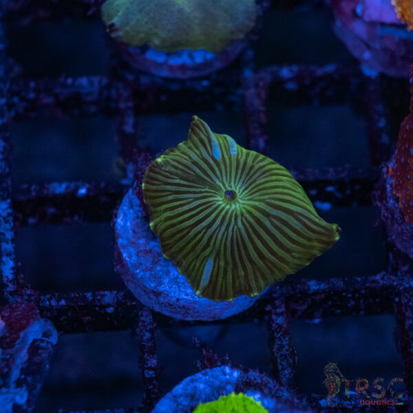 Green Stripe Mushroom A09