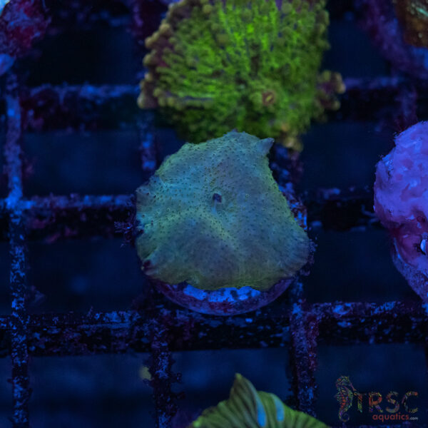 Blue Turquoise Mushroom A10