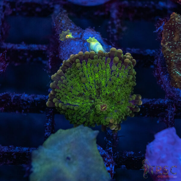 Green/Purple Yuma Mushroom A11