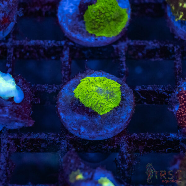 Green Mushroom A12
