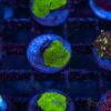 Green Mushroom A13 2 UTS070725 MUSHROOM A13