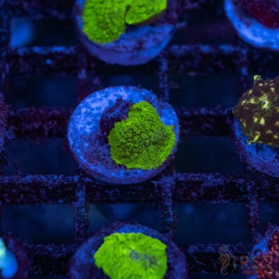 Green Mushroom A13