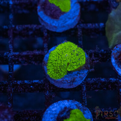 Green Mushroom A14