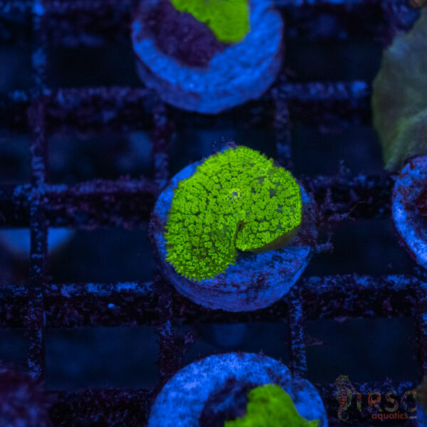 Green Mushroom A14