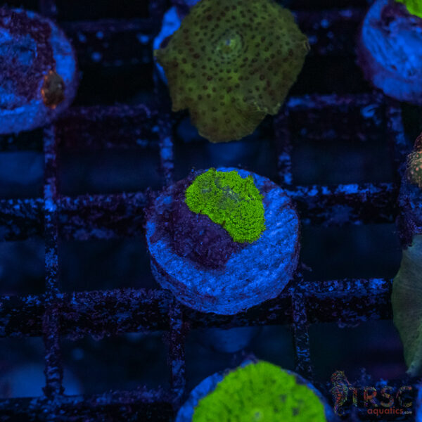 Green Mushroom A15