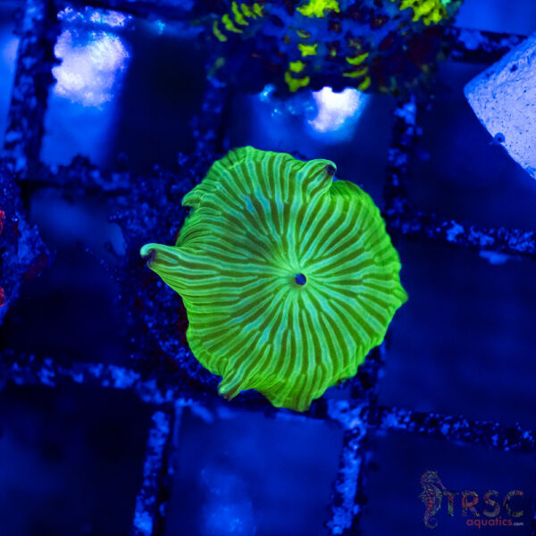 Green Stripe Mushroom B01