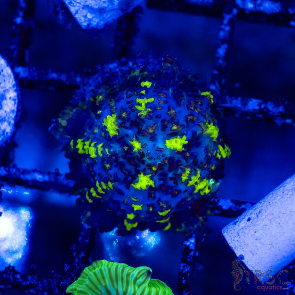 Baby Toxic Bounce Mushroom B02