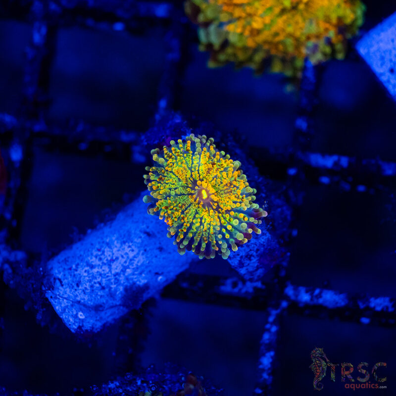 TRSC Aquatics