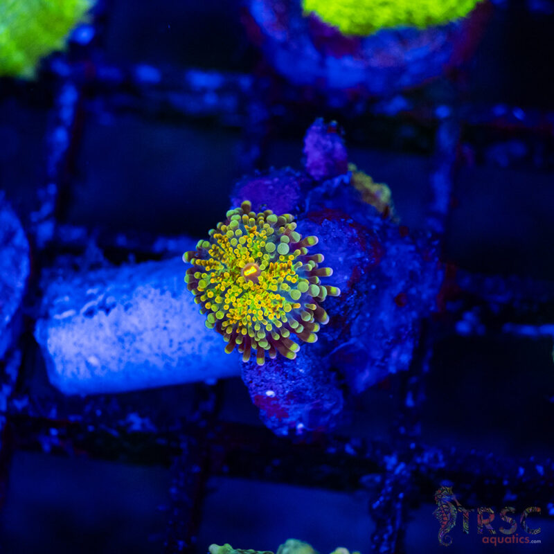 TRSC Aquatics