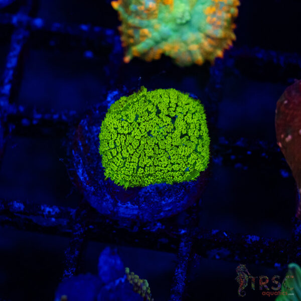 Green Mushroom B07