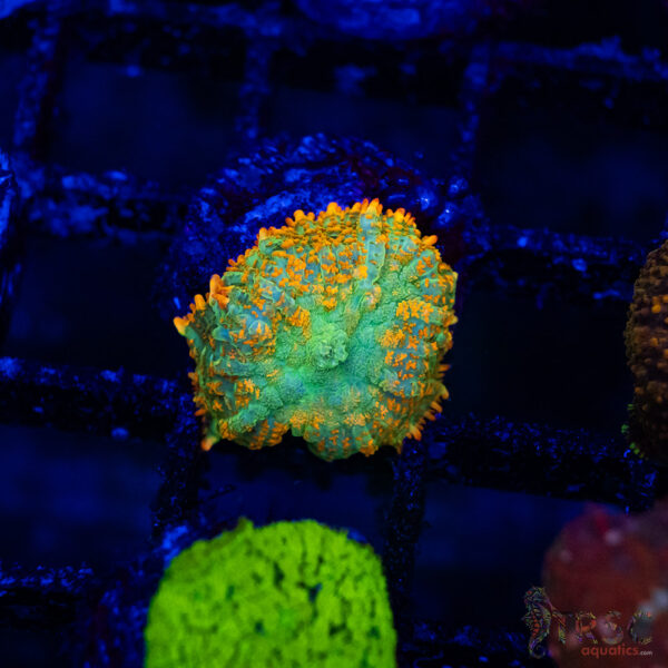 Tequila Sunrise Mushroom B08