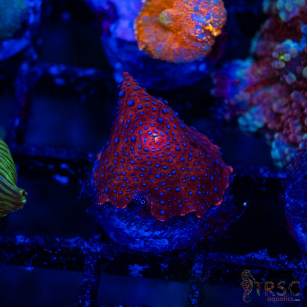 Blue-Dippin Dot Mushroom B09