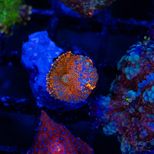 Fire Rhodactis Mushroom B10