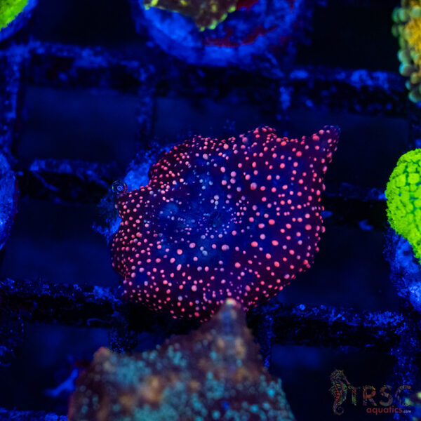 Red Stellar Mushroom B12