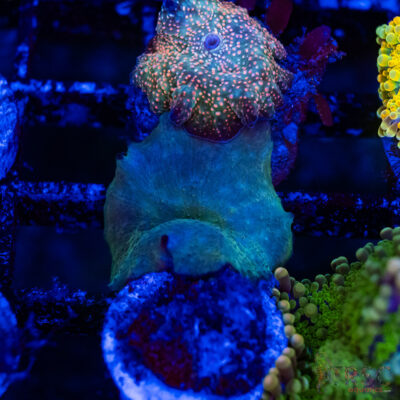Turquoise Blue Mushroom B14