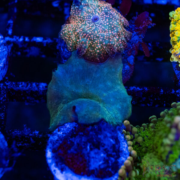 Turquoise Blue Mushroom B14