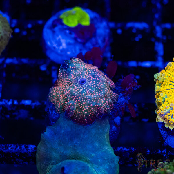 Rainbow Stellar Mushroom B15