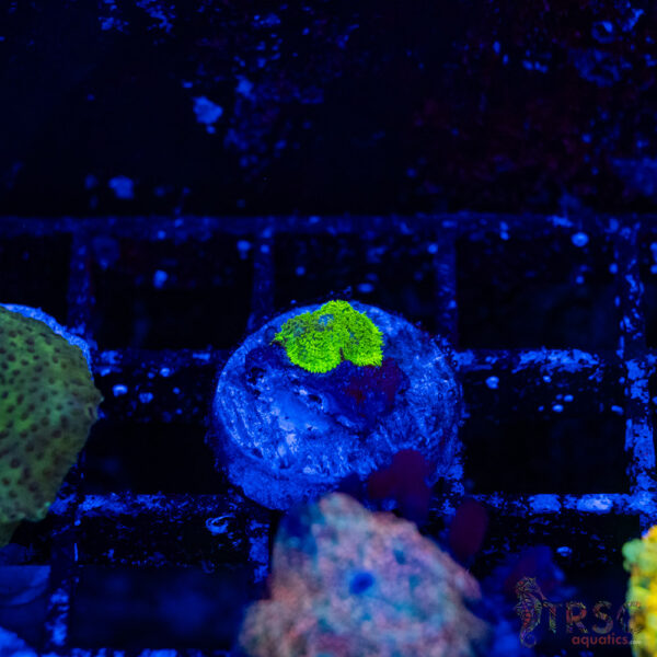 Green Mushroom B16