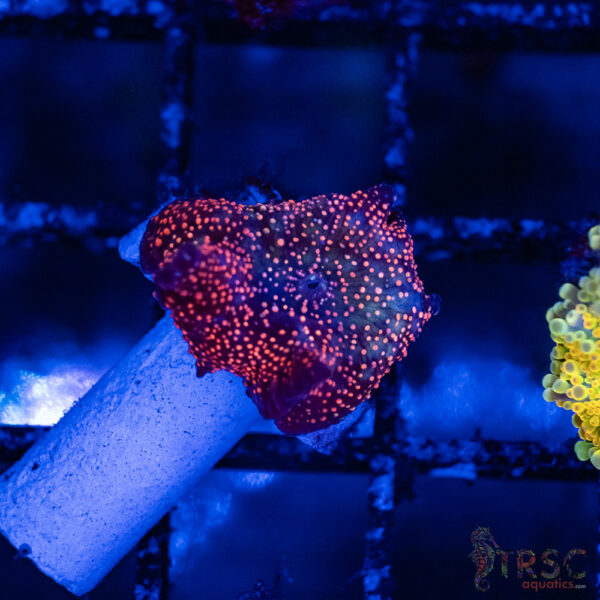 Rainbow Stellar Mushroom C02