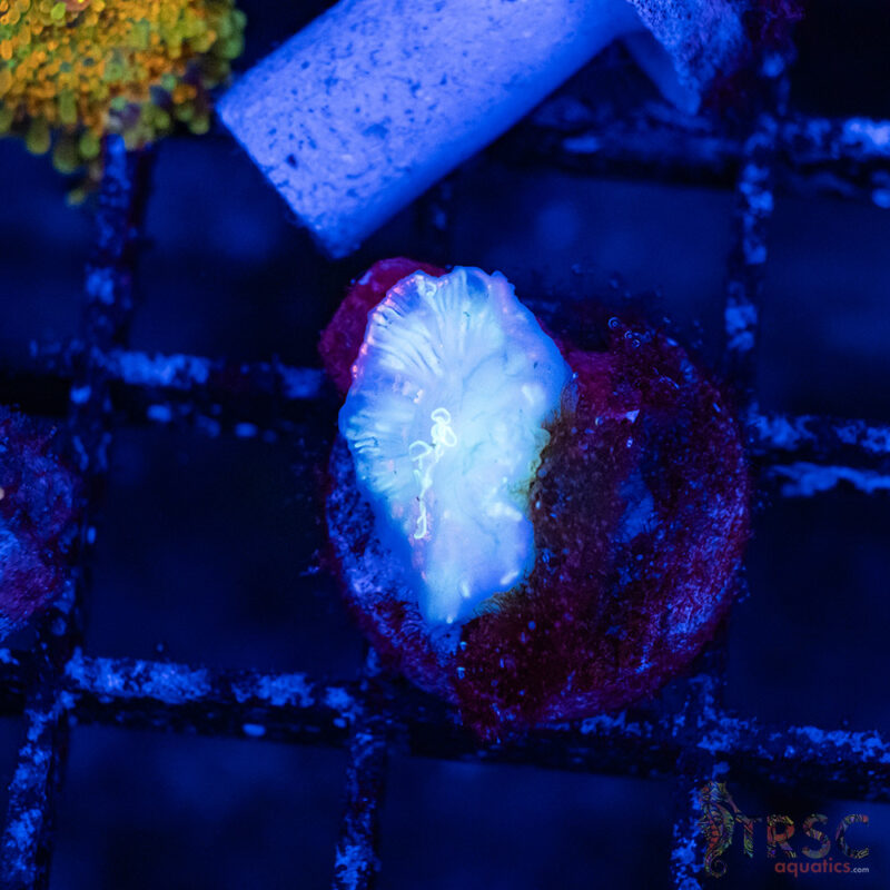 TRSC Aquatics