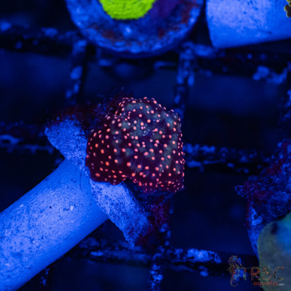 Red Dot Mushroom C04