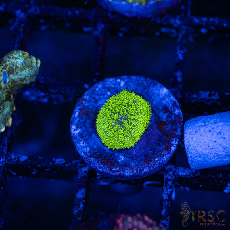 TRSC Aquatics