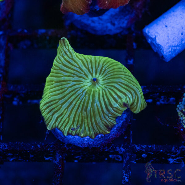 Striped Mushroom C06