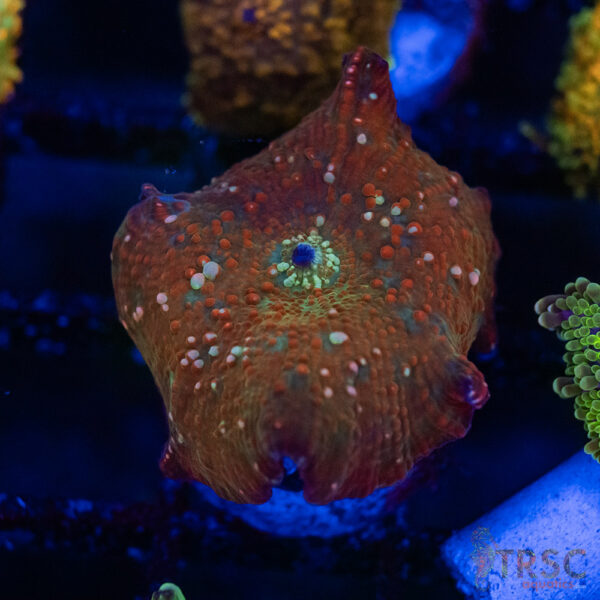 Leopard Mushroom C07