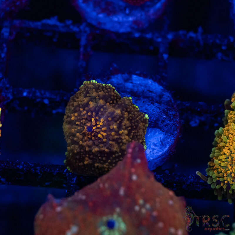 TRSC Aquatics