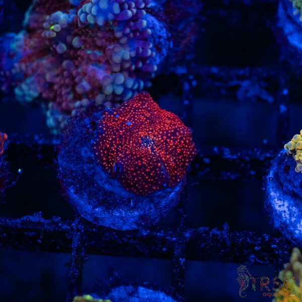 Red Stellar Mushroom C09