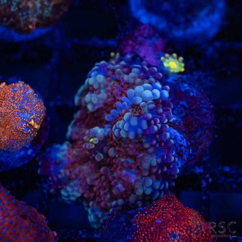 TRSC Aquatics