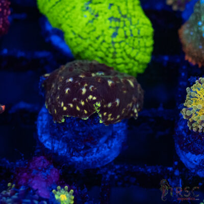 Panther Mushroom C11