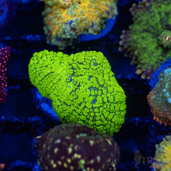 Green Mushroom C12