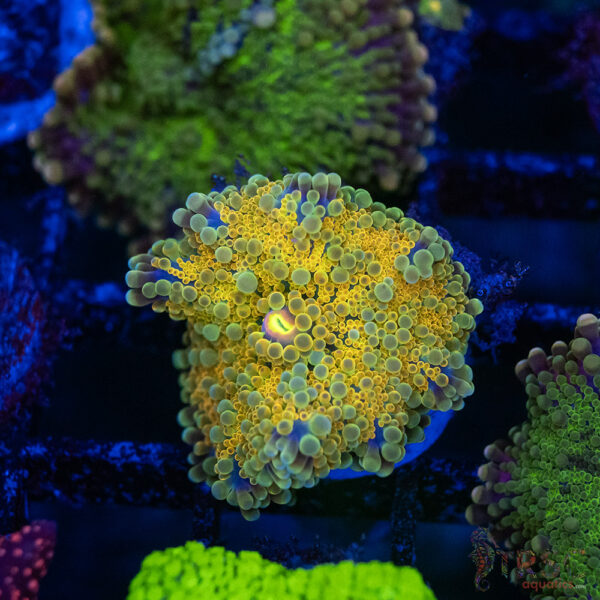 Pot of Gold Yuma Mushroom C13