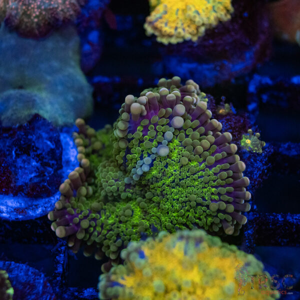 Green Purple Ring Mushroom C14
