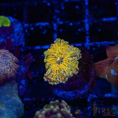 Pot of  Gold Mushroom C15