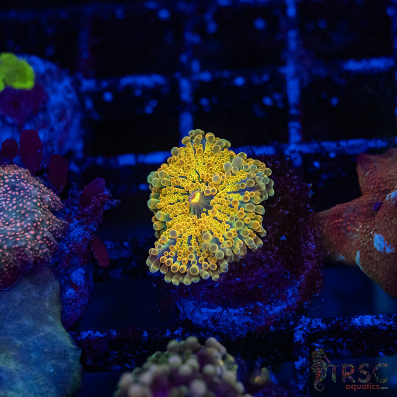 TRSC Aquatics