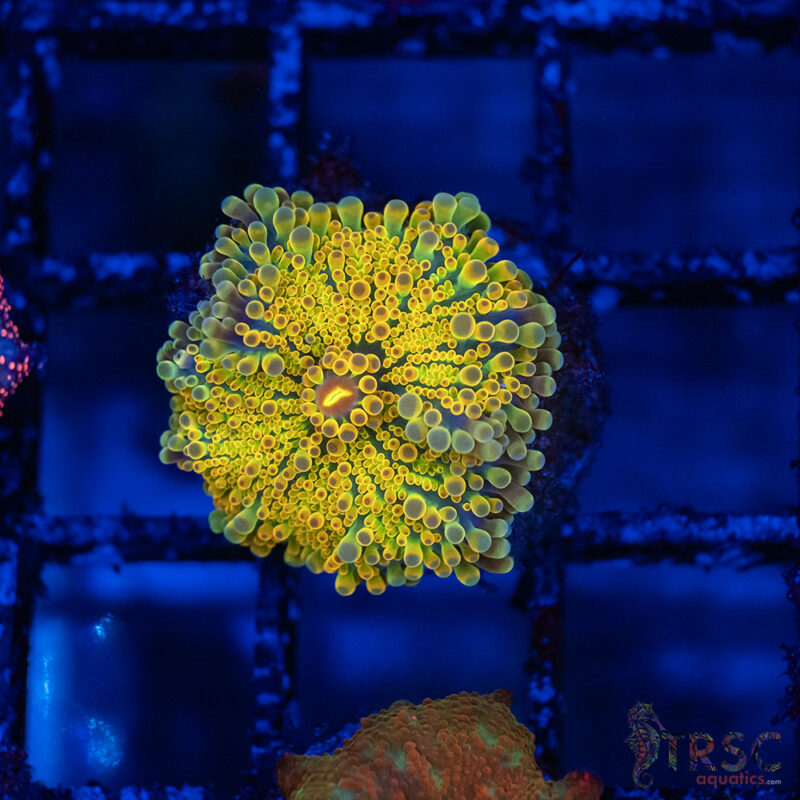 TRSC Aquatics