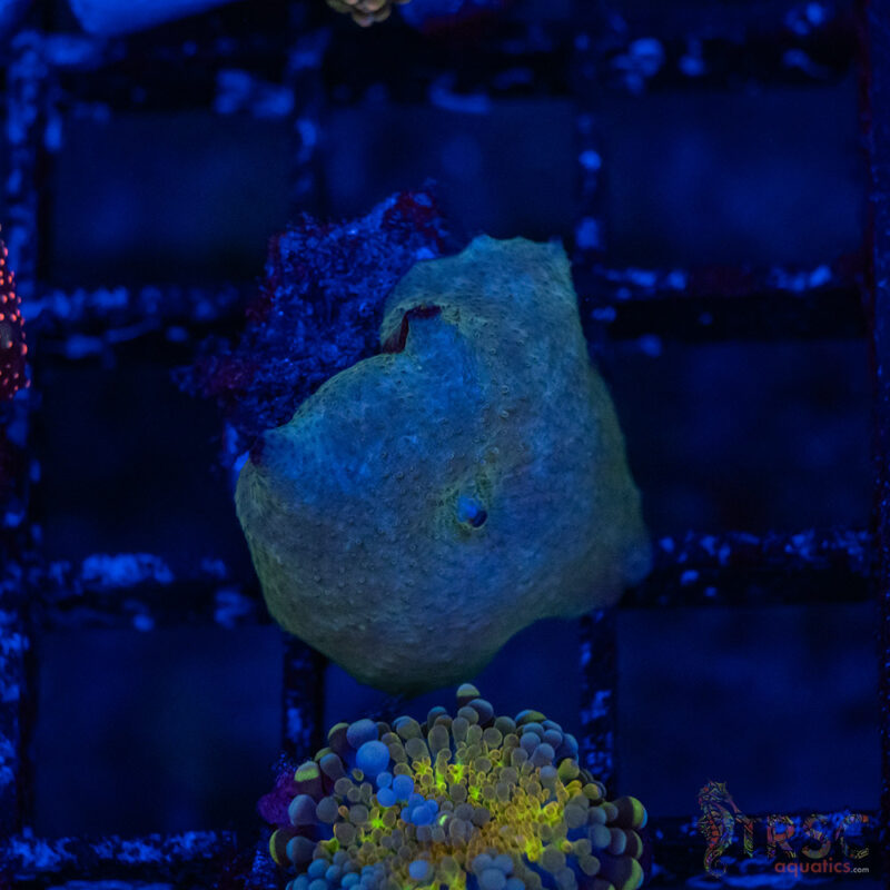 TRSC Aquatics