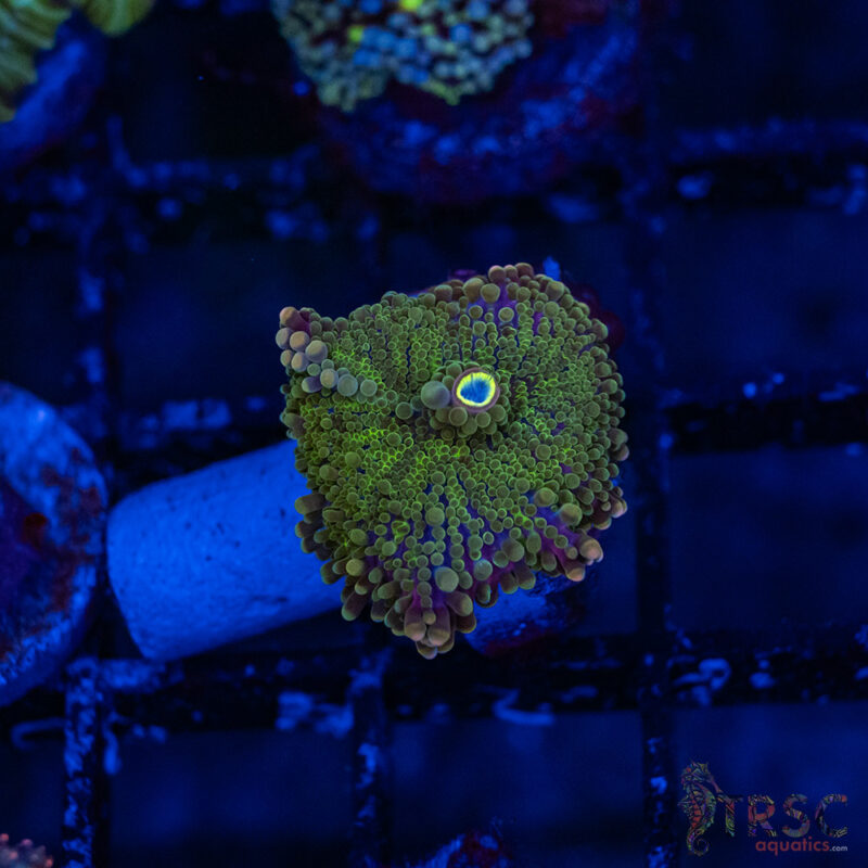 TRSC Aquatics