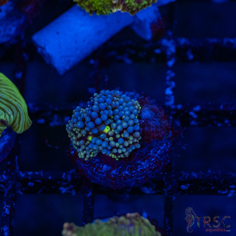 TRSC Aquatics