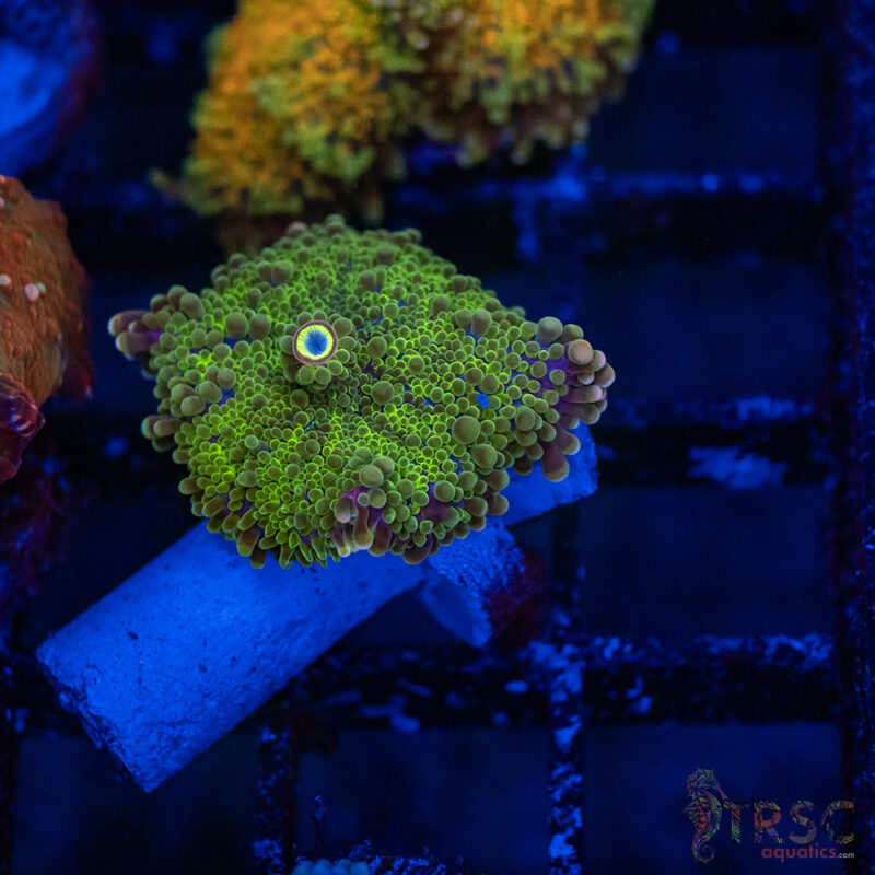 TRSC Aquatics