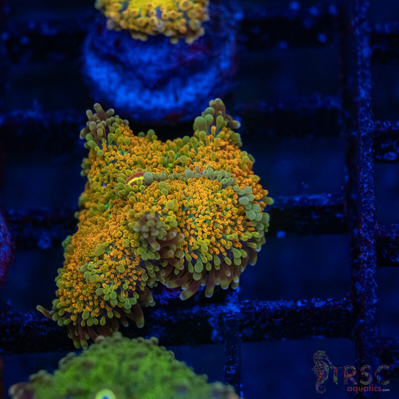 TRSC Aquatics