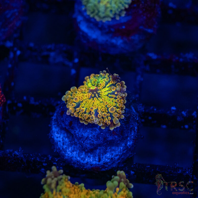 TRSC Aquatics