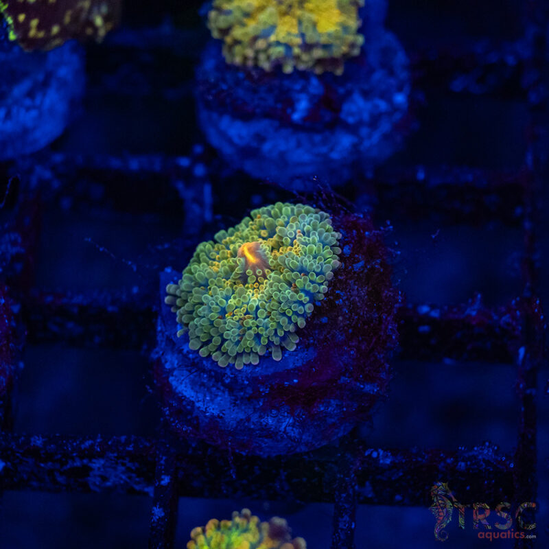 TRSC Aquatics